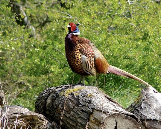 pheasant